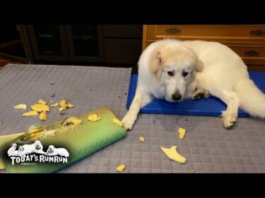 枕とメガネを壊してお父さんの部屋立ち入り禁止危機のリリーです　Great Pyrenees　グレートピレニーズ