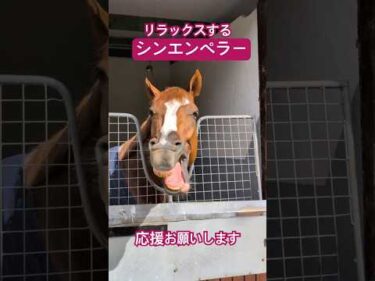 【リラックス中】シンエンペラー #shorts #horse #競馬 #アイリッシュチャンピオンステークス