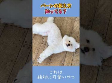 何度もBANされるプードルです🐶 #shorts