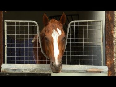 シンエンペラー陣営インタビュー