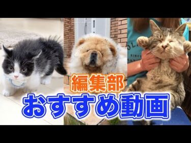 【これが好き…🤍】編集部の激推し動画 vol.2｜PECO