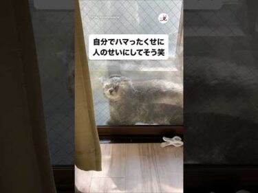 😾「早よ出さんかい…」｜PECO