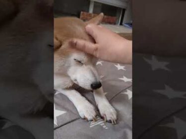 燐五（12歳）ぱんちしてた子です。今朝のなんでもない日常