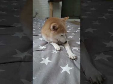 初めてのライブ配信。柴犬 一五（いちご）と燐五（りんご）