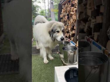 Belle ベル #greatpyrenees #todaysrunrun #グレートピレニーズ #今日のルンルン
