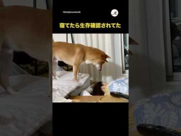 柴犬「生きてる？」｜PECO