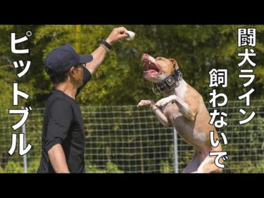 【ピットブル】安易な考えで絶対飼わないで！