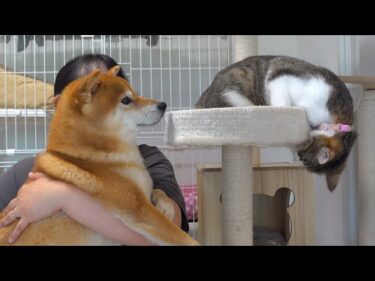 柴犬の親分の過去イチで慌てさせた猫のドーナッツ現象が、これ。