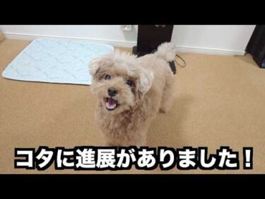 大学病院の薬を始めてから約１ヶ月、愛犬の状況に進展がありました【トイプードル】