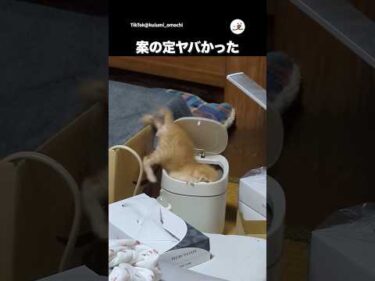 そっから降りたらやばいんちゃう？｜PECO