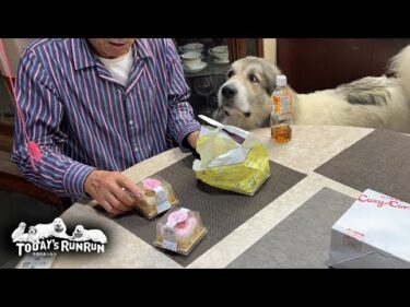 息子（格下）の誕生日でケーキをもらったアランとベルとリリーです　Great Pyrenees　グレートピレニーズ