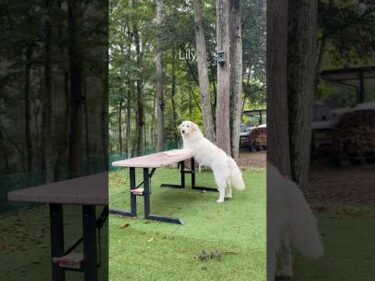 Lily リリー #greatpyrenees #todaysrunrun #グレートピレニーズ #今日のルンルン