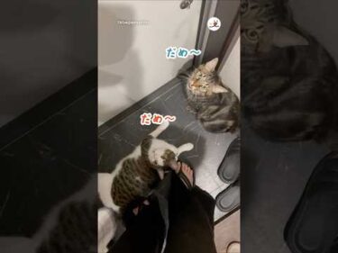 これは仕事に行きづらい💦｜PECO