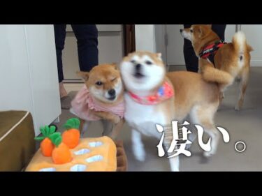 どうしてこうなった？妹と再会した、柴犬長女の反応が想像以上でした。。