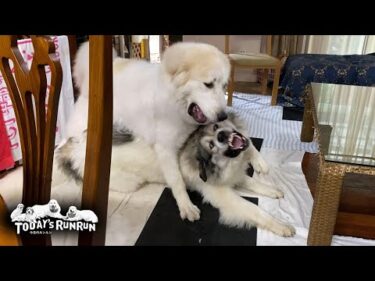 リリーが力を付けてきたので、思う存分ワンプロができるベルです　Great Pyrenees　グレートピレニーズ