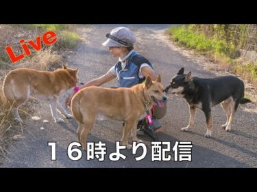 【ライブ】保護犬達の楽園からのお願い