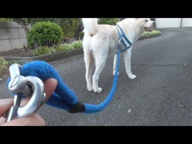 【秋田犬ゆうき】リードを外され自由に動けるけど飼い主が後ろに居ないと不安で動けない【akita dog】