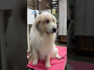 Alain アラン #greatpyrenees #todaysrunrun #グレートピレニーズ #今日のルンルン