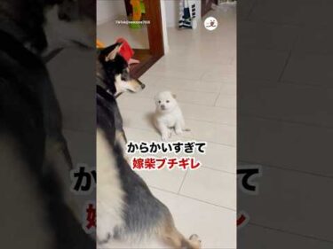 嫁柴「力加減、考えなさい！」｜PECO