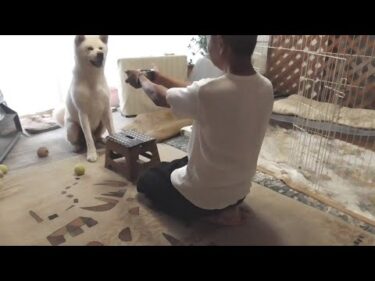 【秋田犬ゆうき】嬉しくてたまらない夕食はいただきます♪をちゃんと言わないとやり直しが掛かる【akita dog】