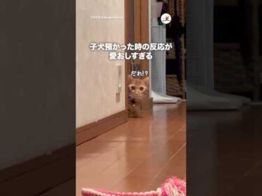 戸惑いが隠しきれない猫｜PECO