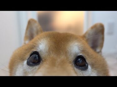 柴犬が妹にまさかの大失態！？急遽浴室へ。