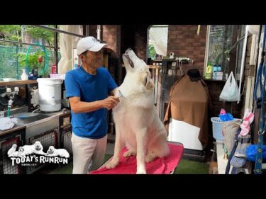 お父さんのブラッシングがとっても大好きなリリーです　Great Pyrenees　グレートピレニーズ