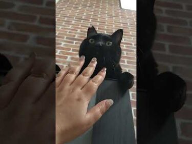 このチャンネル初登場。黒六（くろむつ）くんです。半年前にうちに来た保護猫さん