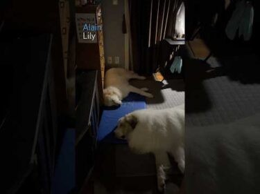 Alain アランLily リリー  #greatpyrenees #todaysrunrun #グレートピレニーズ #今日のルンルン