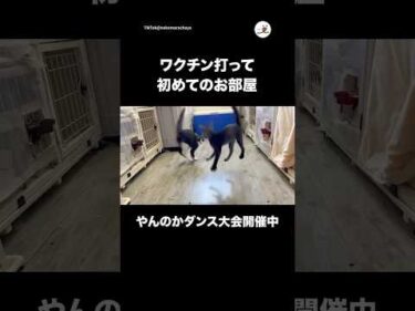 やんのかダンス始まっちゃった｜PECO