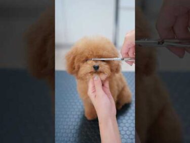 可愛すぎる子犬の横長カレーパンマンカット✂️💕#shorts  #子犬 #トリミング #asmr #ヘアカット