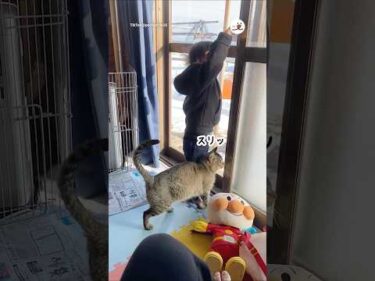 野良猫を招き入れた男の子｜PECO