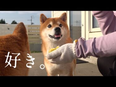 柴犬の笑顔が見たくて‥自転車で一時間の旅へ！すると心温まる結末に。