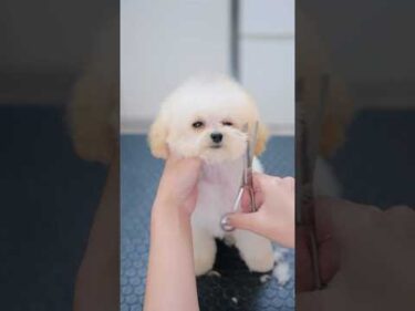 眠気MAXのウトウトが可愛すぎる！小さなトイプーの子犬が大変身トリミング✂️ #asmr #shorts  #子犬 #トリミング #asmr #ヘアカット