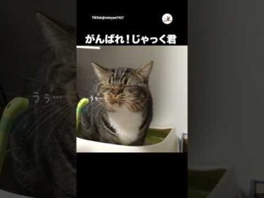 踏ん張るねこさん💩｜PECO