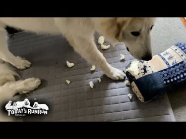 今度はクッションを壊し出入り禁止危機がますます増したリリーです　Great Pyrenees　グレートピレニーズ
