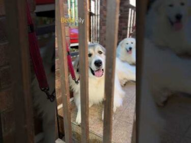 Belle ベル Lily リリー #greatpyrenees #todaysrunrun #グレートピレニーズ #今日のルンルン