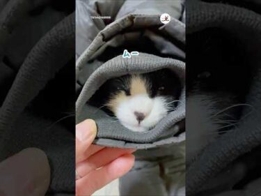 大好きなパパの服の袖に入り込むムー君｜PEC