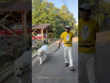 Alain アラン #greatpyrenees #todaysrunrun #グレートピレニーズ #今日のルンルン