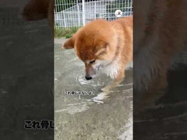 底の模様が骨に見えた｜PECO