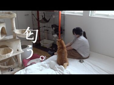黒猫の異変を完全捜査⁉︎匂いのプロに依頼した結末が、これ。