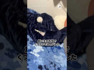 猫、くつろいでた｜PECO