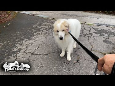 寝起きも出発前も散歩中もずっと自由でマイペースなアランです　Great Pyrenees　グレートピレニーズ