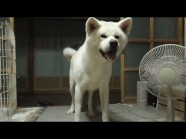 【秋田犬ゆうき】玄関に紛れ込んだ虫の音をＢＧＭに熟睡してたら突然の豪雨に起こされる【akita dog】