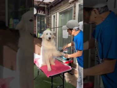Lily リリー #greatpyrenees #todaysrunrun #グレートピレニーズ #今日のルンルン
