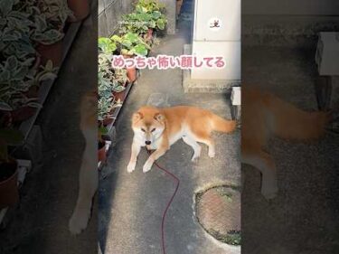 めっちゃメンチ切ってる🙄｜PECO
