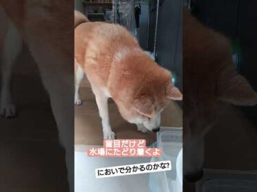 14歳盲目犬。緑内障で7歳で失明しました。見えないけどいろんなこと出来るよ。 #柴犬