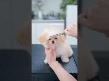 緊張で震えてしまう😭小さすぎる子犬の初トリミング #shorts  #子犬 #トリミング #asmr #ヘアカット
