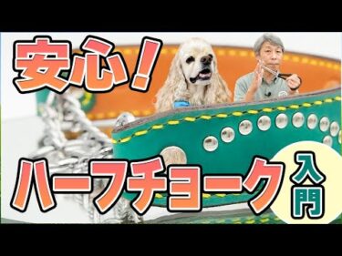 犬のしつけにおすすめ！ハーフチョーク首輪の使い方と注意点｜首輪選びで迷ったらコレ！