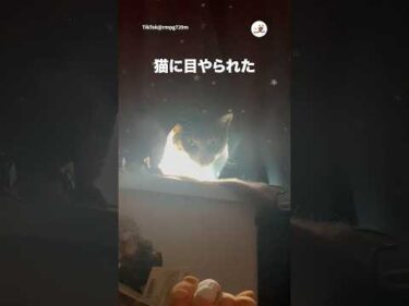 主さん、猫に目をやられる｜PECO